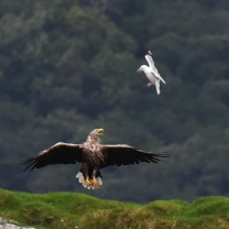 Southern Hebridean Wild Isles: Islay, Jura, Luing and Shuna: Creative Writer Onboard