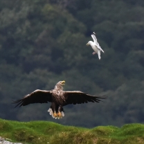 Southern Hebridean Wild Isles: Islay, Jura, Luing and Shuna: Photography Tutor Onboard